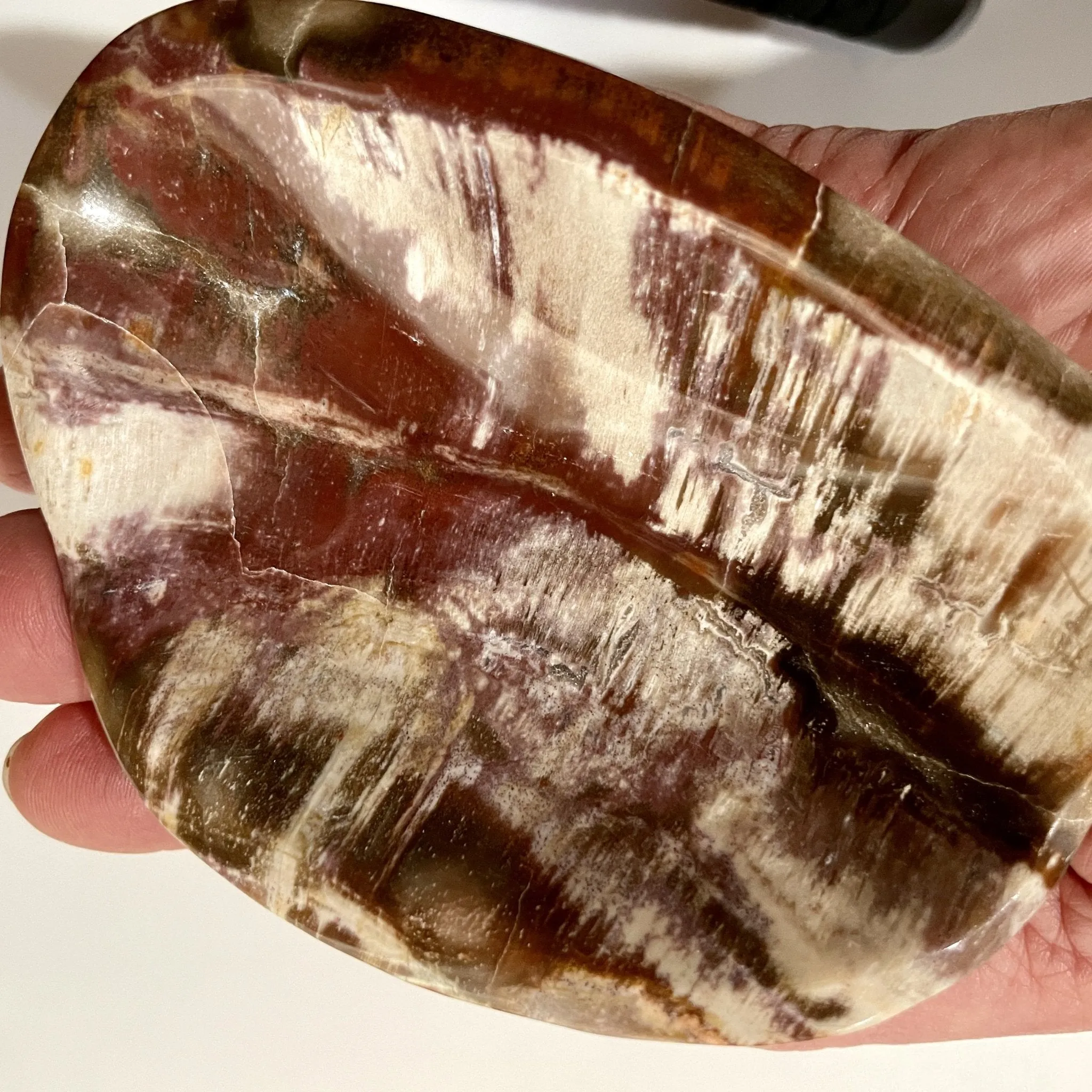 Ancient Lines Petrified Wood dish