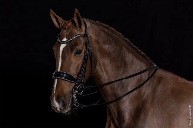 Schockemohle Milan Glam Double Black Patent & Silver Bridle